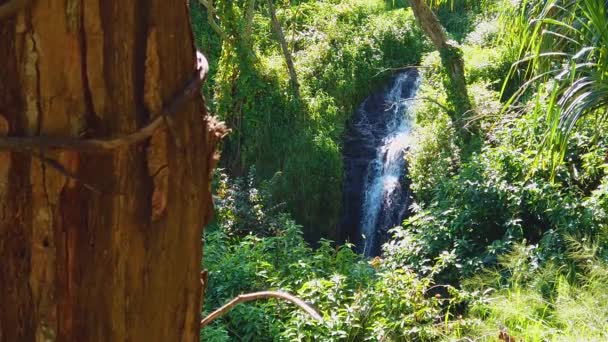 Havaj Kauai Zpomalení Boom Viney Strom Levém Popředí Vodopád Pravém — Stock video