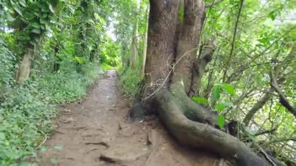 Hawaii Kauaiジンバルトラック 右側の大きな木を過ぎて泥だらけの道を進む2羽の鳥がハワイの森の中の道を進む — ストック動画