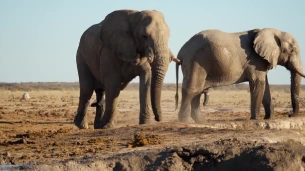 Taureau Éléphant Afrique Buvant Trou Eau Dans Troupeau Dans Nature — Video
