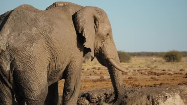 African Elephant Showers Himself Mud Bath Cool Slow — Stock Video