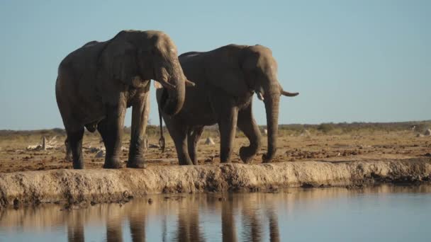 Large African Elephants Drinking Water Trunks Natural Habitat — Stock Video