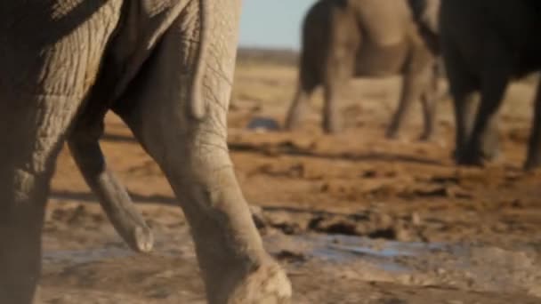 Afrika Fili Nin Ayakları Vahşi Doğada Yakın Planda Sürüye Yakın — Stok video