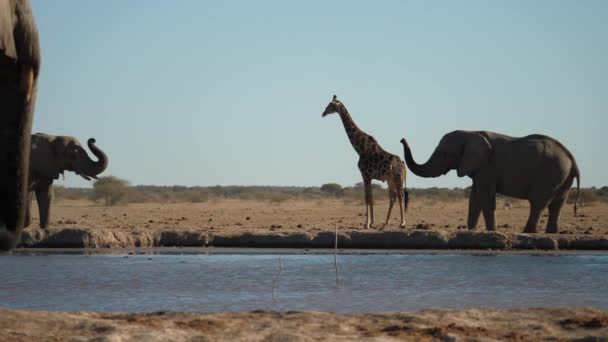 Afrikanische Elefanten Grüßen Mit Hochgerecktem Rüssel Giraffe Und Strauß — Stockvideo