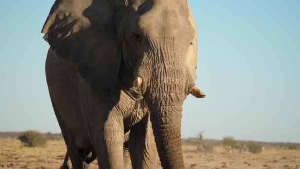 Amichevole Macchina Fotografica Africana Elefante Fronte Piedi Passato Close — Video Stock