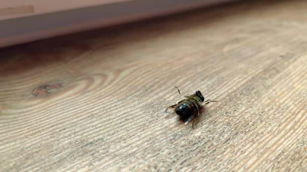 Umírající Včela Dřevěné Podlaze Včelí Medvídek Hýbe Nohama Nemůže Vstát — Stock video