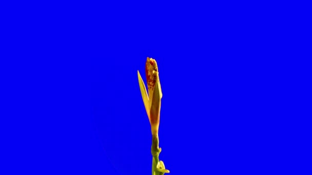 Canna Indica Orange Yellow Лілія Одна Квітка Цвіте Синьому Тлі — стокове відео
