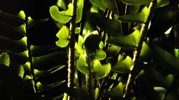 Baby Fern Unfurl Back Lite Follow Growth — Stock Video