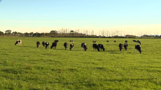 Medium Shot Cows Grazing New Zealand South Island Field — Stock Video