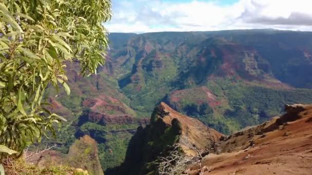 Hawaii Kauai Boomu Nahoru Pan Zleva Doprava Waimea Kaňonu Stromovým — Stock video