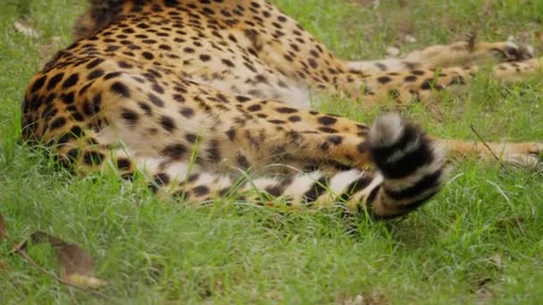 Cheetah Στηρίζεται Στο Γρασίδι Και Αρχίζει Σηκωθεί — Αρχείο Βίντεο