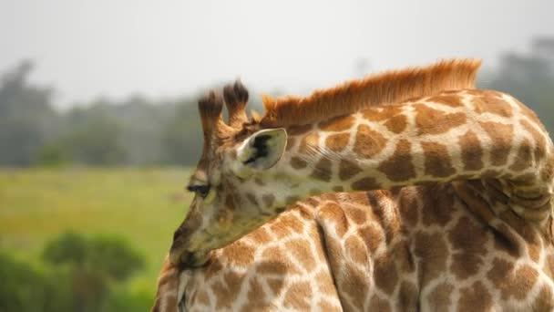 Zürafa Profilinin Kendini Hazırlarken Görüntüsü — Stok video