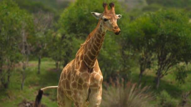 Giraffe Grasland Likken Mond Staat Hoog Het Verzorgen Zelf — Stockvideo