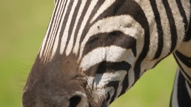Miska Zbliżeniowa Całej Głowy Zebry Pyska Grzywy — Wideo stockowe