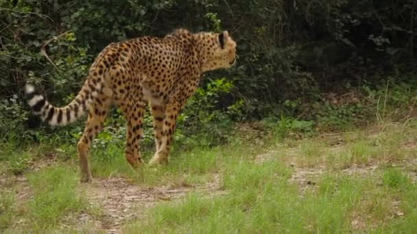 Thin Cheetah Limping Grass Pauses Look — Stock Video