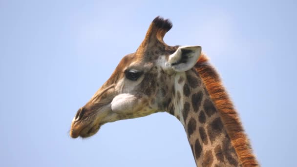 Close Profielweergave Van Giraffe Kauwen — Stockvideo