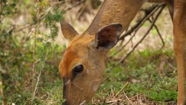 Крупный План Самки Антилопы Ньяла Счастливо Поедающей Листья — стоковое видео