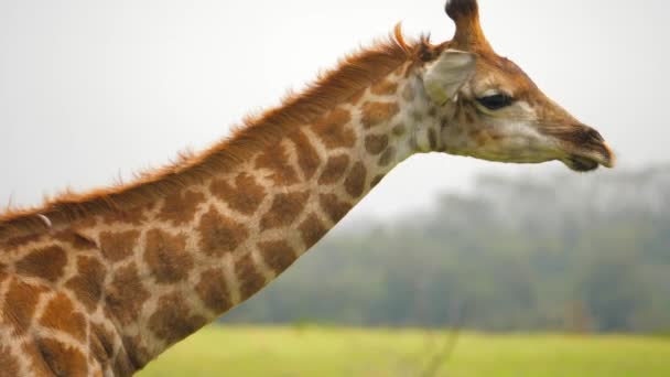 Großaufnahme Einer Giraffe Die Beim Gehen Mehrmals Den Kopf Schüttelt — Stockvideo