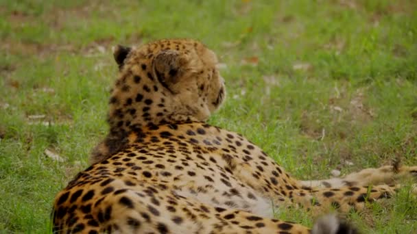 Cheetah Quietly Wags Tail Resting Grass — Stock Video