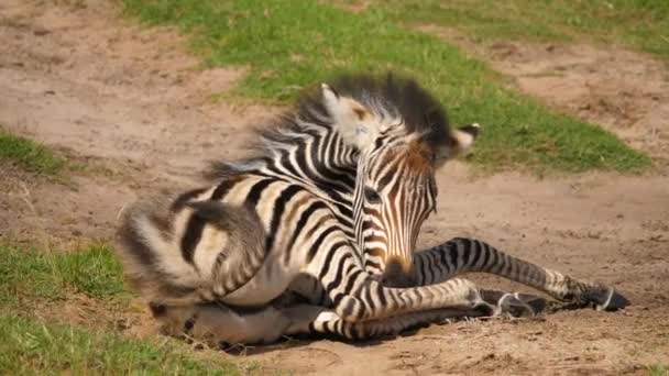 Baby Zebra Ligger Jorden Och Somnar — Stockvideo