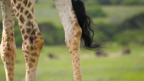 Detailní Pohled Naklápějící Žirafích Nohou Ocas — Stock video
