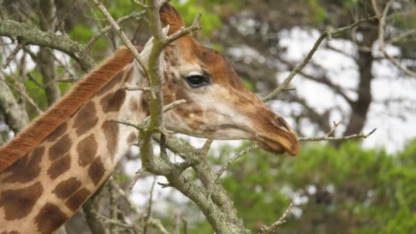 Primer Plano Cabeza Jirafa Entre Las Extremidades Del Árbol — Vídeos de Stock