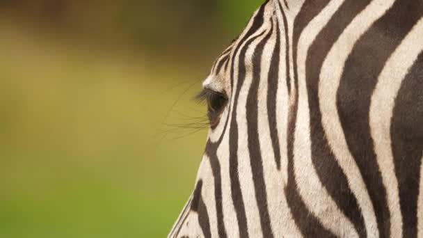 Nahaufnahme Eines Zebraauges Von Der Hinterseite Des Kopfes — Stockvideo