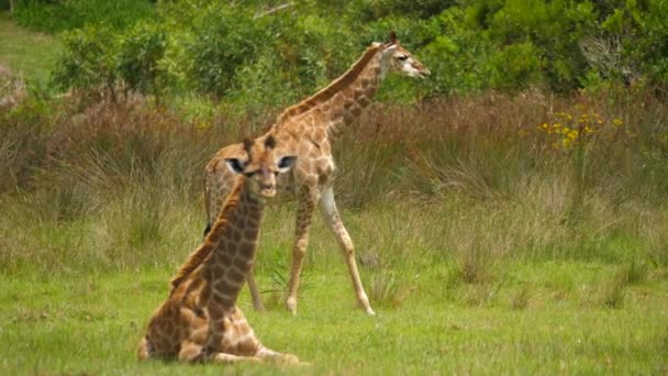 Baby Giraffe Loopt Gras Terwijl Volwassen Kijkt Naar Camera — Stockvideo