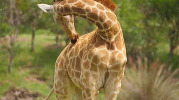 Giraffe Beendet Fellpflege Selbst Leckt Weiter Maul Stellt Sich Kamera — Stockvideo