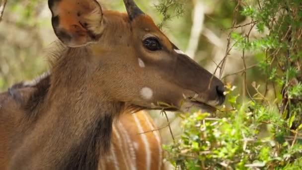 Close Van Mannelijke Nyala Antilope Voeden Zich Met Nabijgelegen Gebladerte — Stockvideo