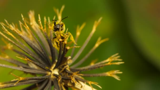Gros Plan Sweat Bee Pollinisant Une Plante Blackjack — Video