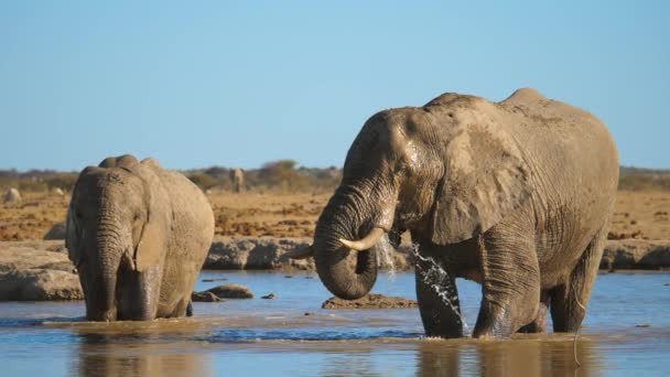 Två Afrikanska Elefanter Vattenhål Dricksvatten Slow Motion — Stockvideo