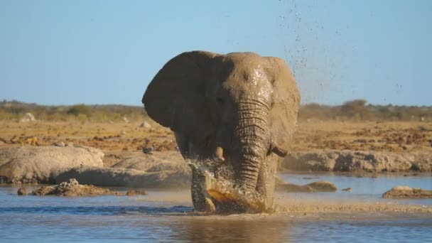 Slow Motion Elephant Takes Mud Bath Waterhole — Stock Video