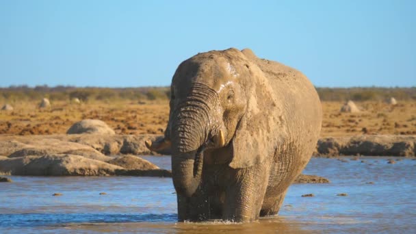 Африканский Слон Снимает Воду Верхушки Водопоя Выпить — стоковое видео