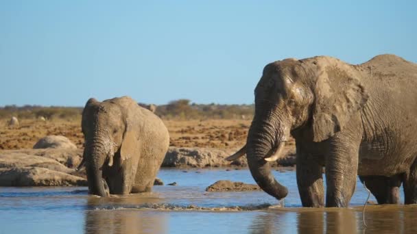 Two Elephants Standing Waterhole Playfully Splashing Water Slow Motion — Stock Video