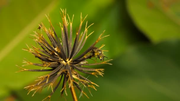 Včelí Brázda Opylující Rostlinu Blackjacku Pak Odletí — Stock video