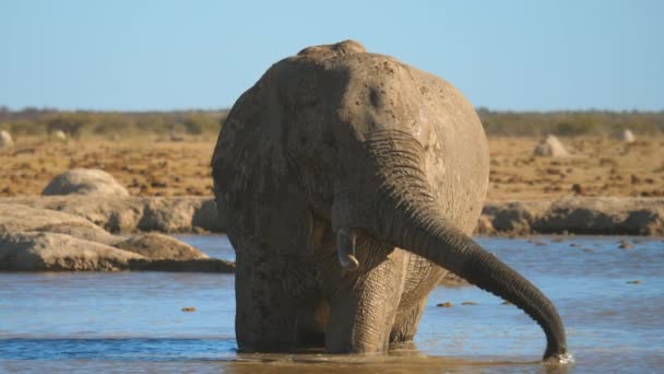 Elephant Standing Waterhole Skims Top Drink Cleanest Water — Stock Video