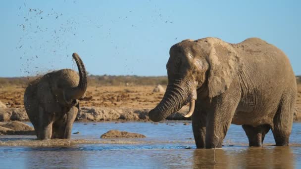 Elephant Standing Waterhole Splashes Water Itself Slow Motion — Stock Video