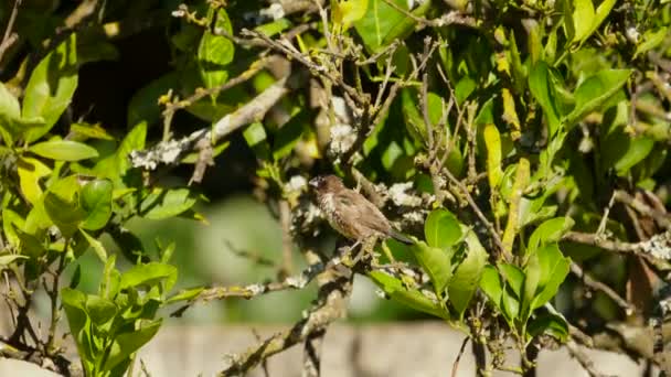 Bronze Mannikin Bird Perched Orange Tree Garden — Stock Video