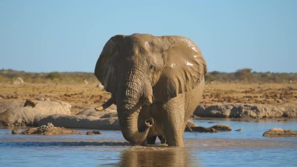 Wet Muddy African Elephant Standing Waterhole Enjoying Water — Stock Video