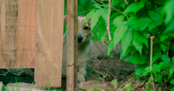 Ağılın Arkasında Oturan Bekleyen Sevimli Bir Köpek Manzarası — Stok video