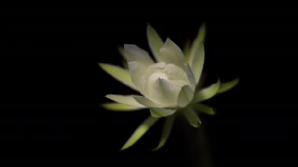 Echinopsis Cactus Crescendo Broto Para Flor Macrofilmagem Broto Para Flor — Vídeo de Stock