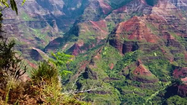 Hawaii Kauai Boom Ralenti Long Bord Herbeux Branche Feuillue Long — Video