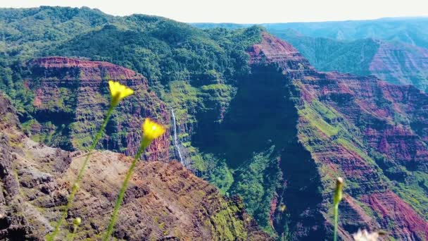 Hawaii Kauai Yavaş Çekim Bir Kaç Uzun Çimen Yaprağı Iki — Stok video