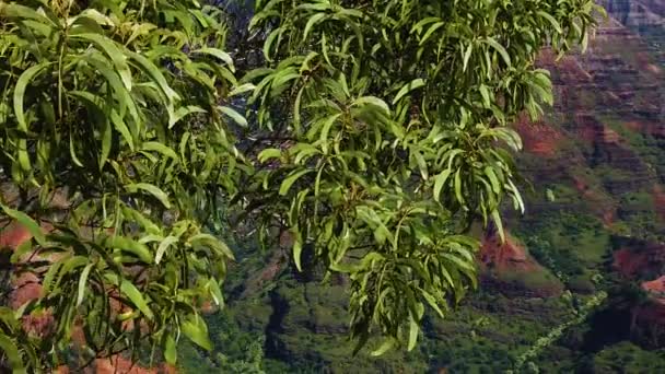 Гавайи Кауаи Замедленного Движения Бум Вниз Плотного Тонкого Листа Дерева — стоковое видео