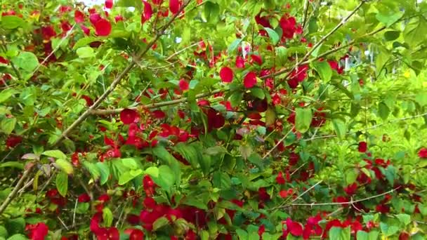 Hawaii Kauai Zeitlupe Boom Von Vielen Roten Blumen Auf Sträuchern — Stockvideo