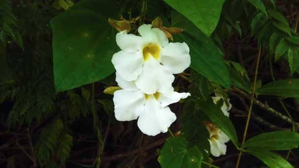 Hawaii Kauai Ortasında Sarı Olan Iki Beyaz Çiçeğin Kemerli Yavaş — Stok video