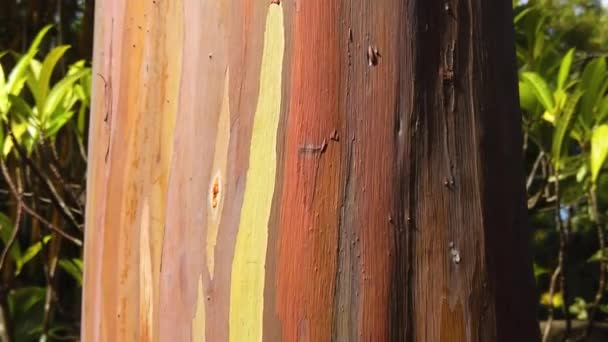Hawaii Kauai Gerak Lambat Boom Menuruni Pohon Eukaliptus Pelangi Dari — Stok Video