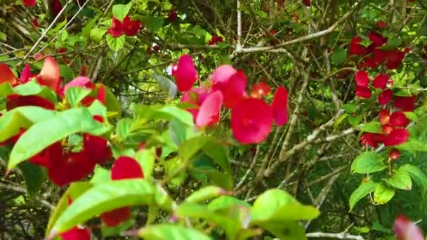 Hawaii Kauaiスローモーションブームアップ過去の葉や茂みの上に多くの赤い花の前に赤い花 — ストック動画