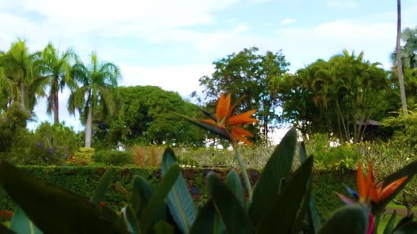 하와이 카우아이 극락조 꽃에서 속도를 커다란 잎사귀와 초점에서 벗어나 — 비디오