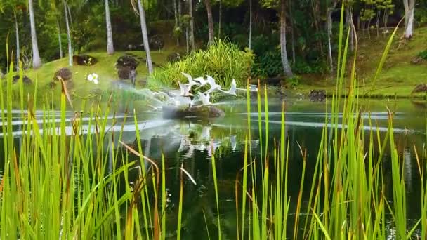 ハワイのHdカウアイは背の高い草の隙間の間でゆっくりとブームを起こし 白い鳥の彫刻と遠くのヤシの木で噴き出す噴水がある湖を明らかにします — ストック動画